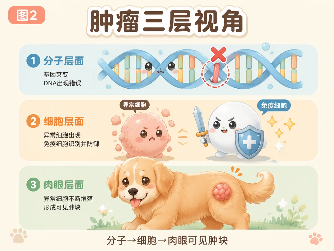 肿瘤三层视角:分子→细胞→肉眼可见
