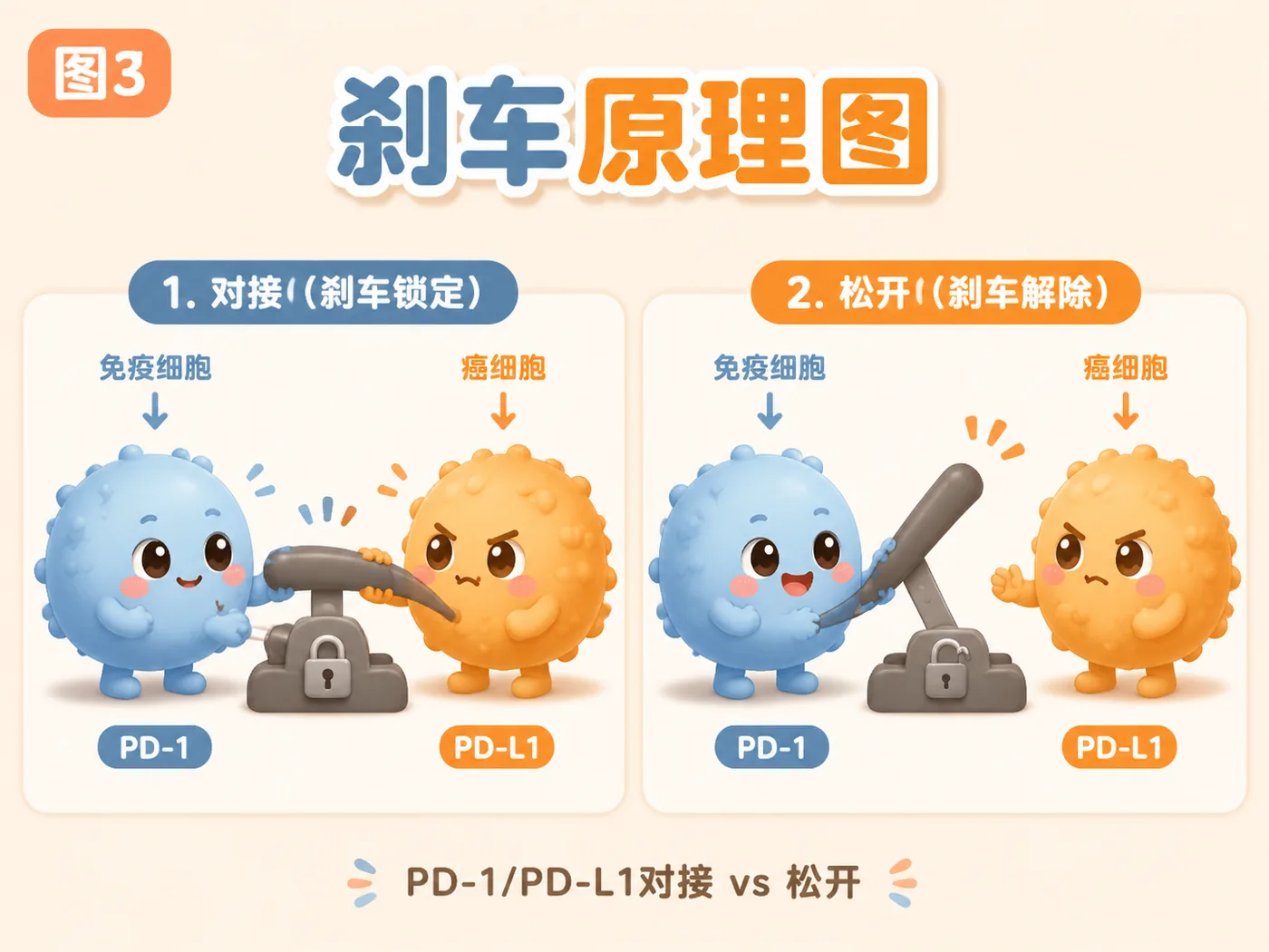 PD-1/PD-L1:踩刹车与松刹车